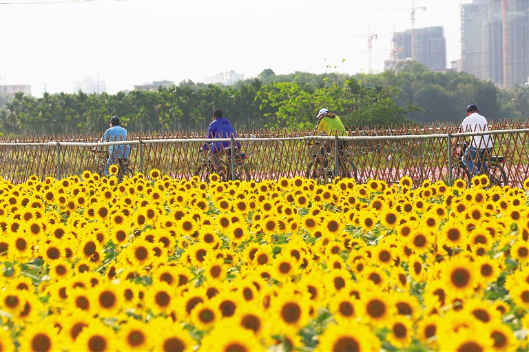 瓊海市龍壽洋萬畝田野公園內(nèi)花開正艷