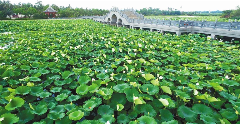 儋州東坡文化旅游區(qū)東坡塘，荷花滿塘開