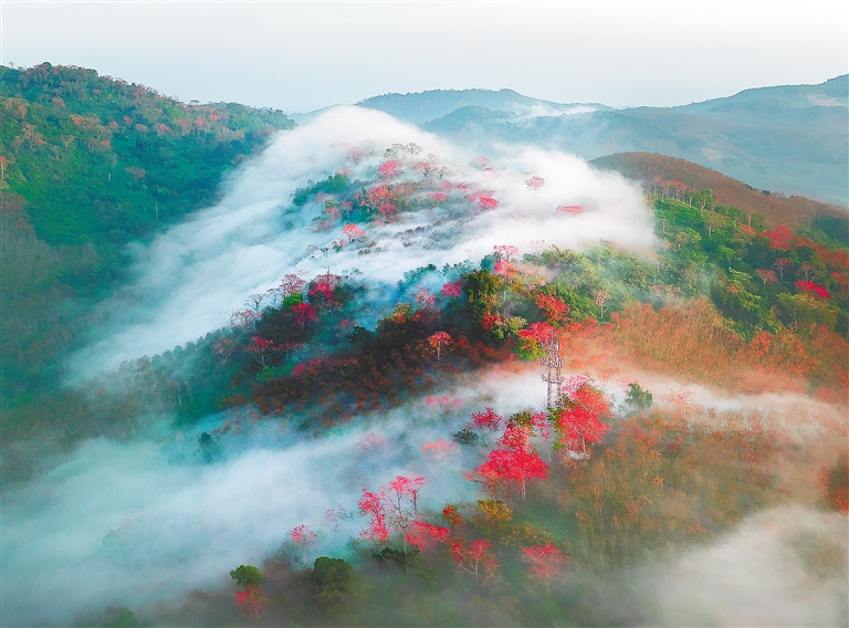 航拍位于白沙九架嶺的木棉花