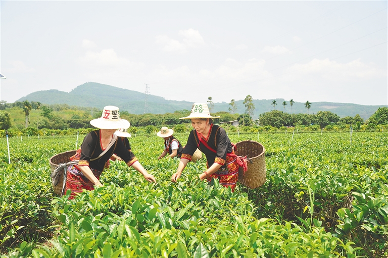 白沙依托生態(tài)優(yōu)勢發(fā)展有機(jī)茶產(chǎn)業(yè)助推鄉(xiāng)村振興