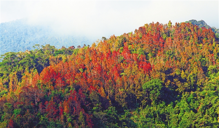 五指山楓林