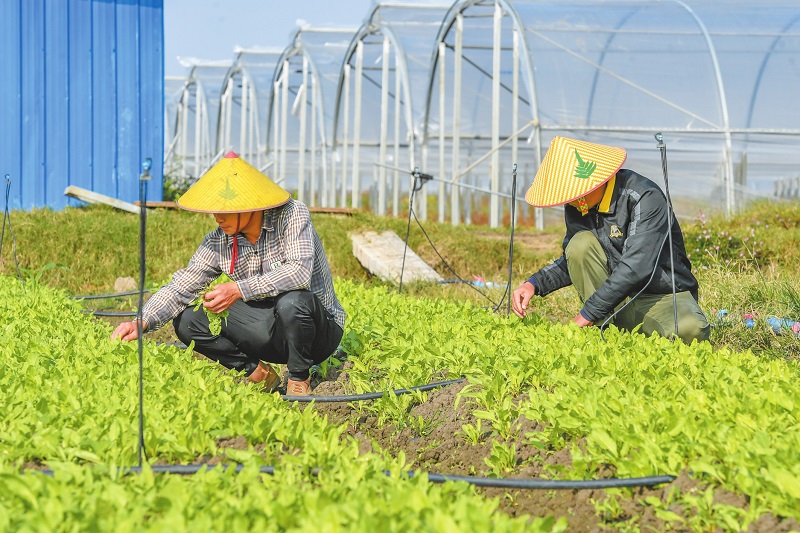 種“特殊菜”過豐盛年