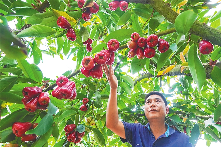 蓮霧熟 產業(yè)紅